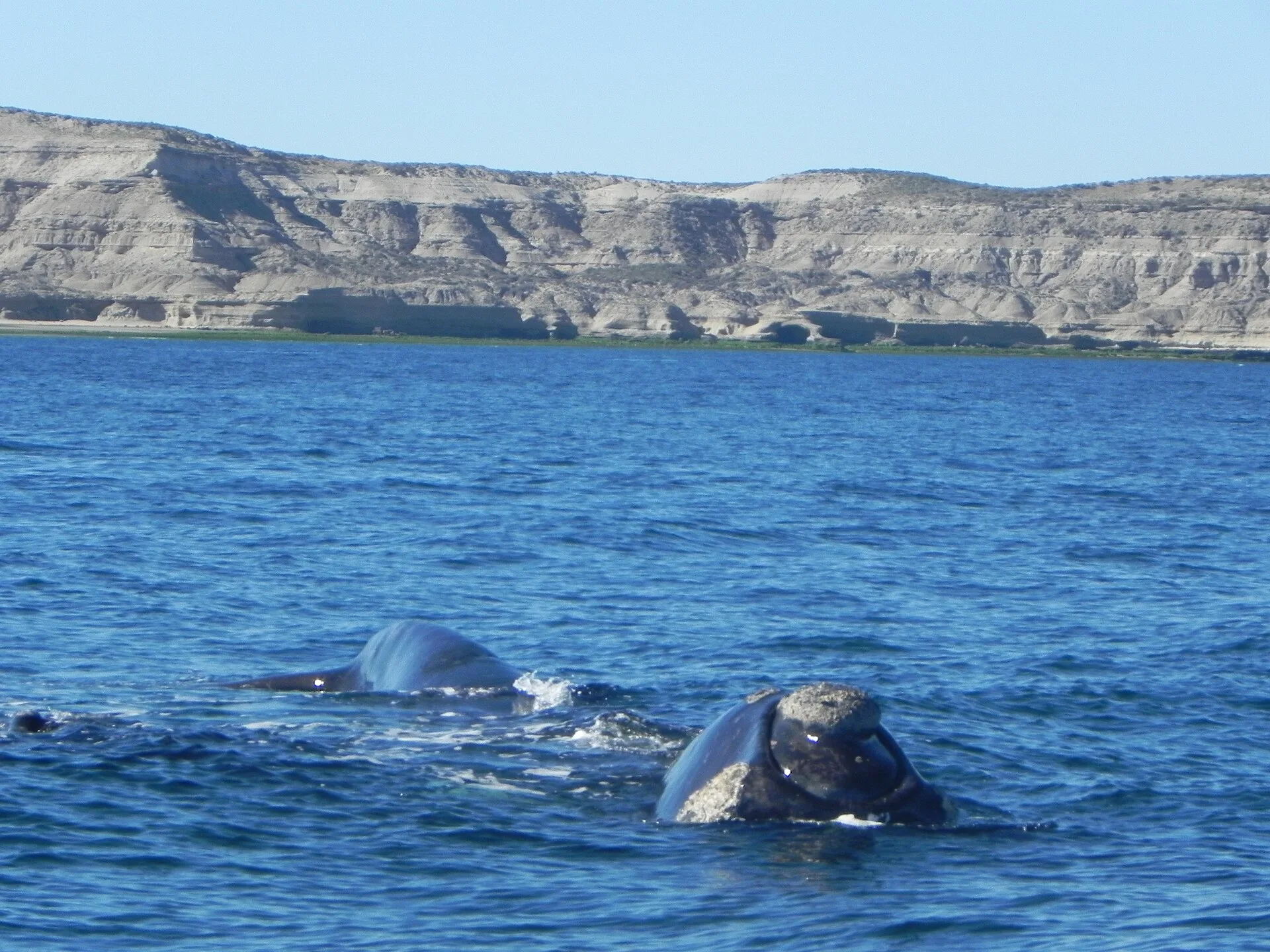 Péninsule Valdés : baleines, orques et manchots